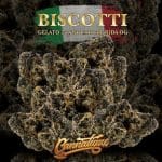 Biscotti Gelato 25 South Florida OG Cannatique