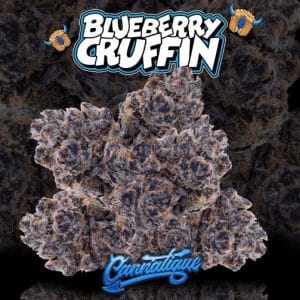 Blueberry Cruffin Strain by Cannatique blueberry pastry exotic cannabis worldwide