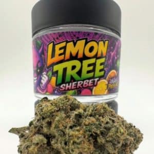 Lemon Tree Sherbet by Cannatique — fresh lemon tree sherbet exotic cannabis worldwide delivery