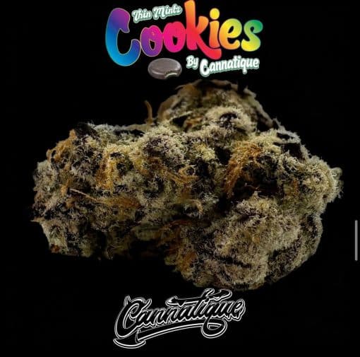 thin-mint-cookies-strain-cannatique-authentic-verified-mint Thin Mint Cookies Strain by Cannatique — strain-verified mint exotic cannabis worldwide
